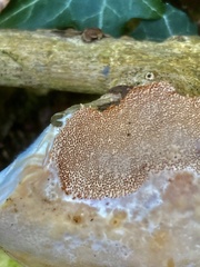 Rigidoporus ulmarius