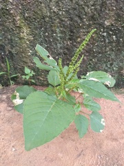 Amaranthus viridis