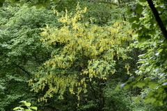 Laburnum