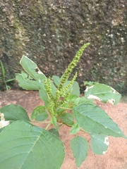 Amaranthus viridis