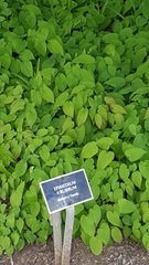 Epimedium × rubrum