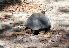 Pseudemys alabamensis