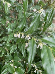 Sarcococca