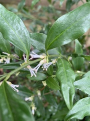 Sarcococca