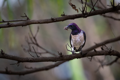 Cinnyricinclus leucogaster