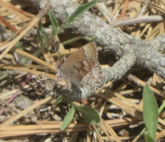 Callophrys irus