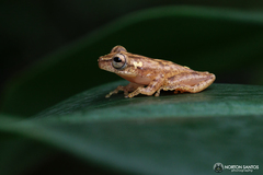 Dendropsophus berthalutzae