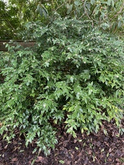 Sarcococca