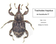 Trachodes hispidus