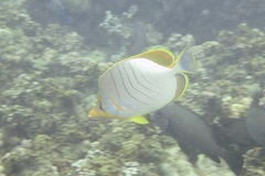 Chaetodon xanthocephalus