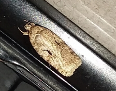 Agonopterix curvilineella