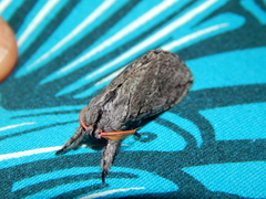 Afroplitis dasychirina