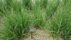 Calamagrostis × acutiflora