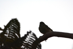 Phylloscopus