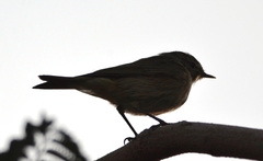 Phylloscopus