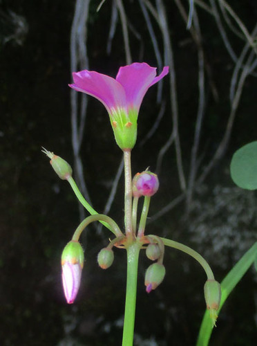 Oxalis semiloba image