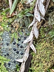 Pilocarpaceae