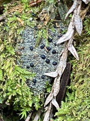 Pilocarpaceae