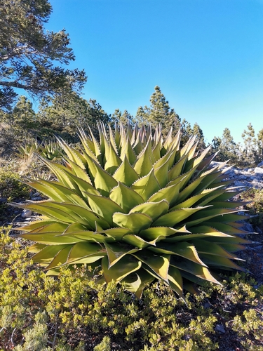 Agave montana