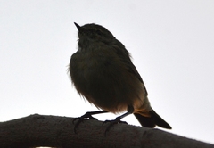 Phylloscopus