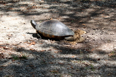 Pseudemys alabamensis