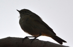 Phylloscopus