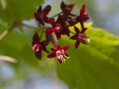 Acer japonicum