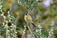 Cyanistes teneriffae teneriffae