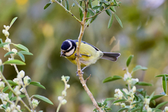 Cyanistes teneriffae teneriffae