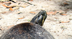 Pseudemys alabamensis