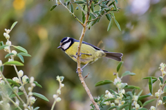 Cyanistes teneriffae teneriffae