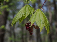 Acer japonicum