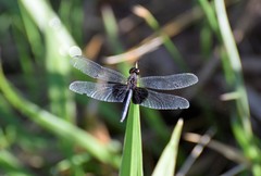 Erythrodiplax latimaculata