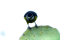 Cyanistes teneriffae teneriffae