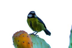 Cyanistes teneriffae teneriffae