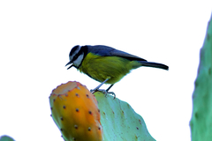 Cyanistes teneriffae teneriffae