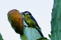 Cyanistes teneriffae teneriffae