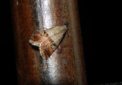 Ozarba megaplaga