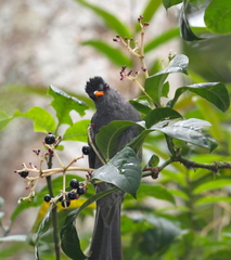 Hypsipetes madagascariensis