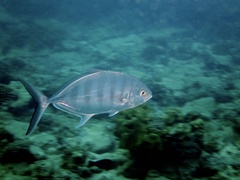 Ferdauia ferdau