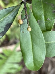 Ardisia escallonioides image