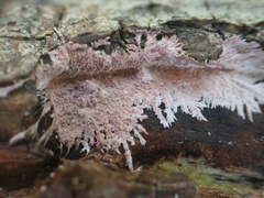 Etheirodon fimbriatum