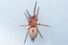 Poecilochroa poonaensis