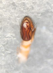 Poecilochroa poonaensis