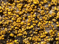 Flavoplaca arcis