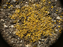 Flavoplaca arcis