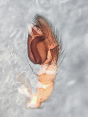 Poecilochroa poonaensis