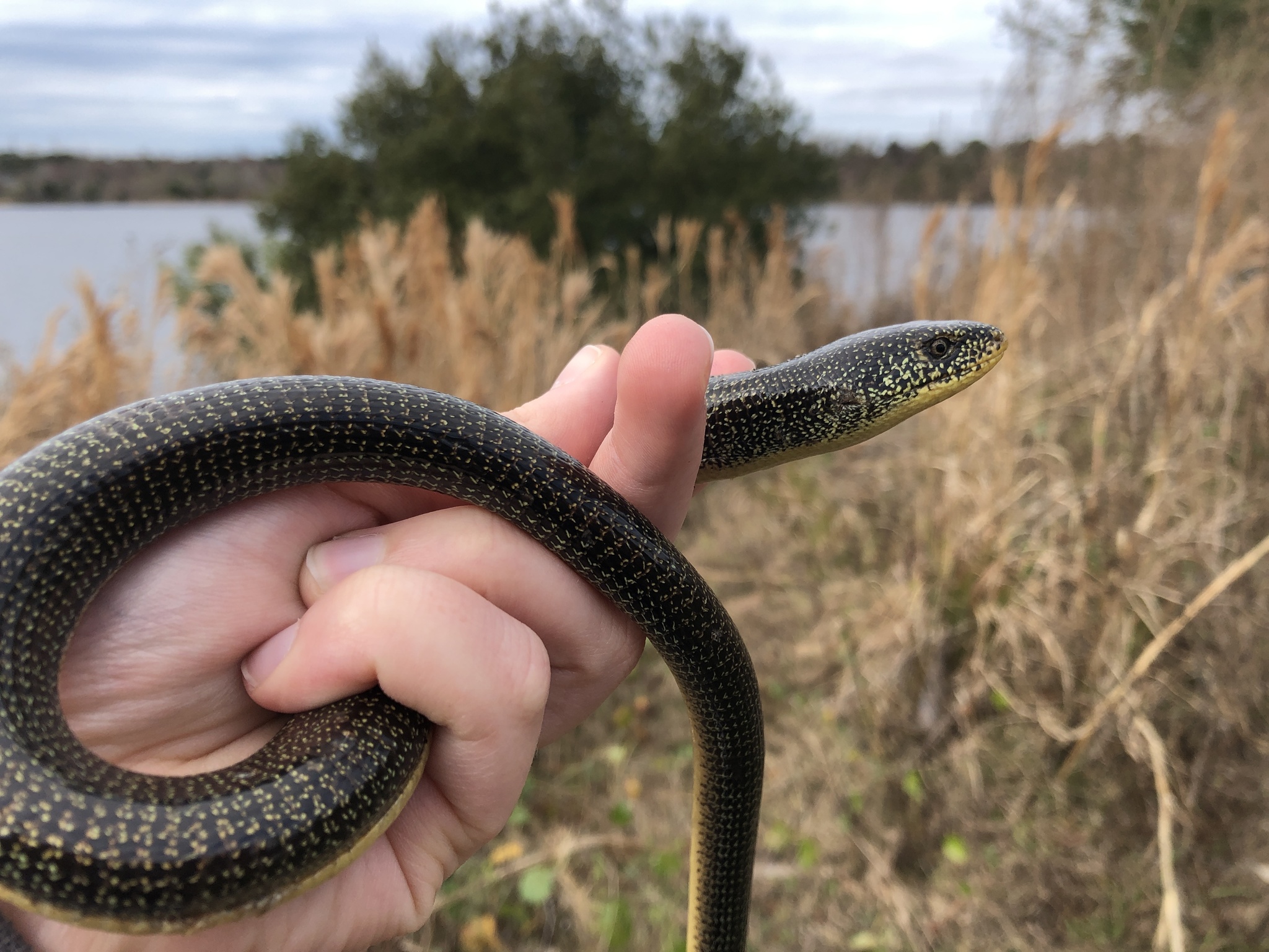 eastern glass lizard