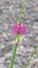 Polygala longicaulis
