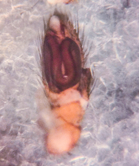 Poecilochroa poonaensis